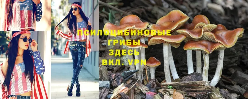 где найти   Каменногорск  Псилоцибиновые грибы Psilocybine cubensis 